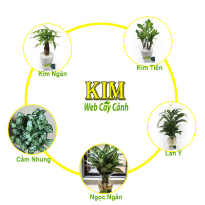 mệnh kim hợp cây gì