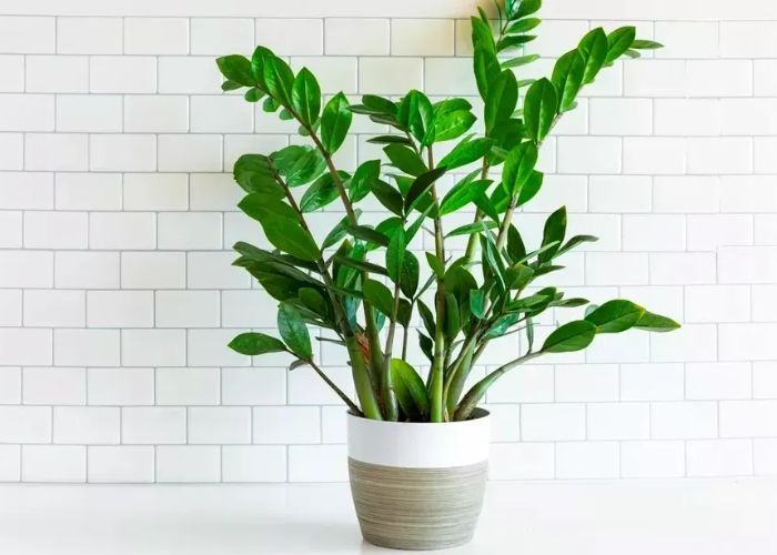 Cây kim tiền hợp mệnh kim