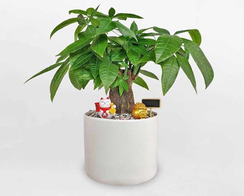 cây kim ngân cho người mệnh kim