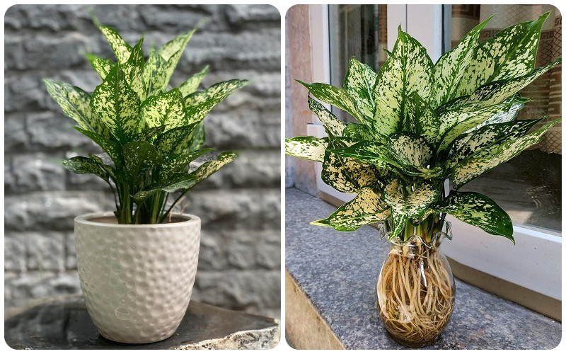 Cây ngọc ngân cho người mệnh kim