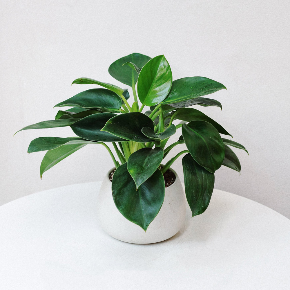 Cây trầu bà đế vương hợp mệnh kim