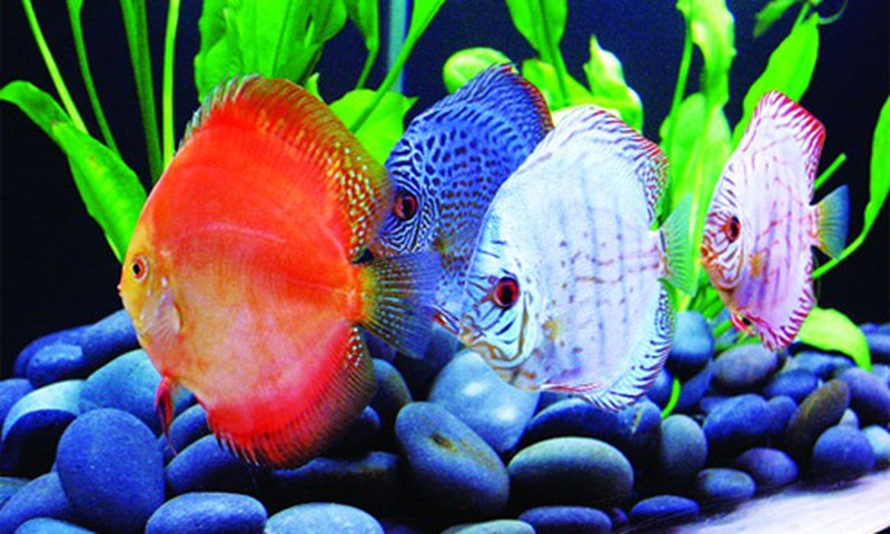 Mệnh Kim nuôi cá được không