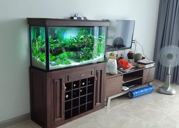 hướng đặt hồ cá