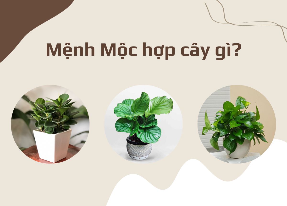 Những cây để bàn phù hợp với người mệnh Mộc gì