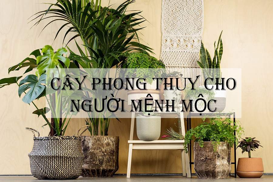 Những cây không nên trồng cho mệnh Mộc hợp gì