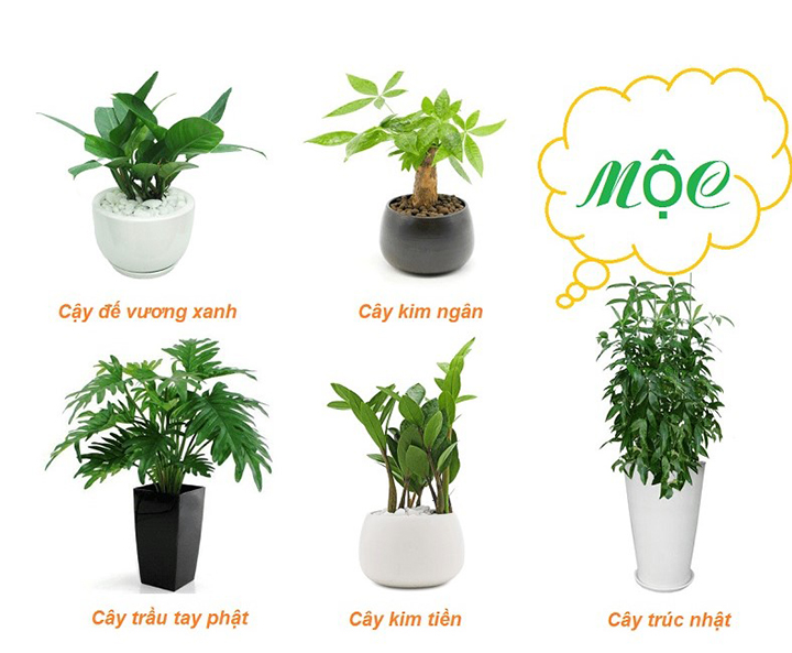 Các loại cây phong thủy hợp với mệnh Mộc