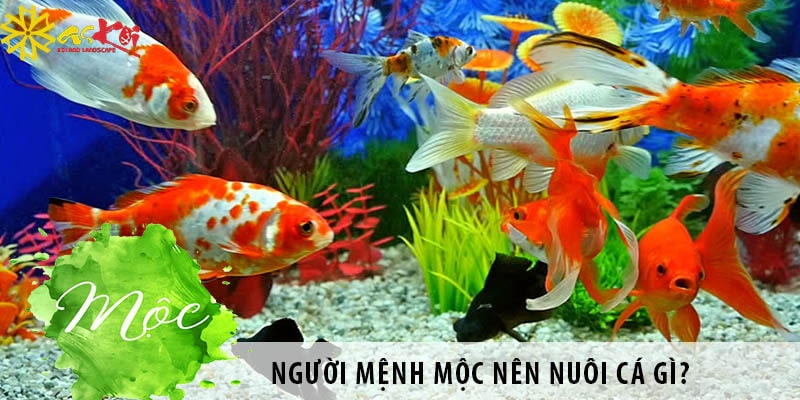 Mệnh Mộc nuôi cá được không