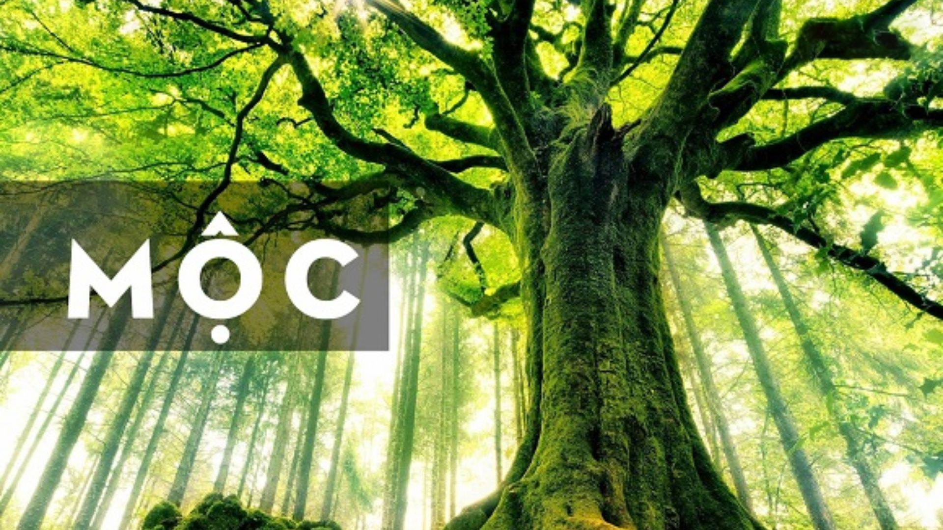 Năm sinh của người mệnh mộc nào