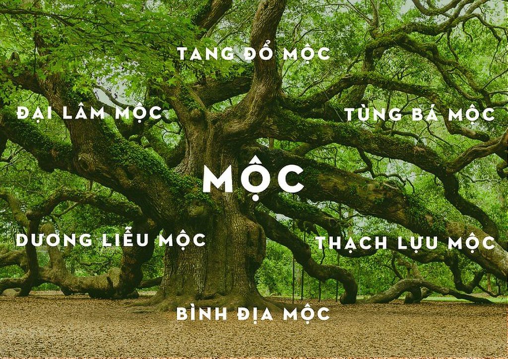 Các nạp âm của mệnh mộc theo năm sinh nào