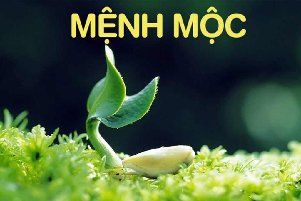 Tính cách người mệnh mộc theo năm sinh nào