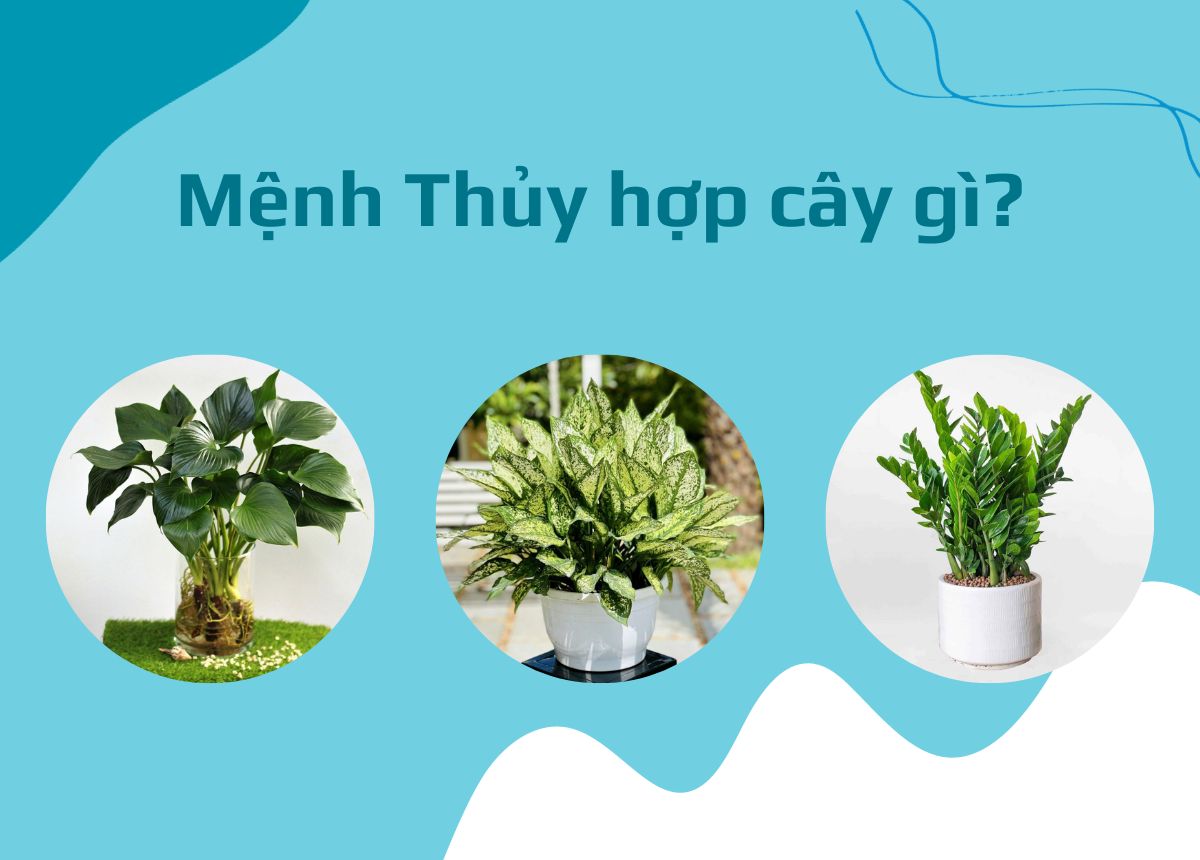 Mệnh thủy hợp cây gì