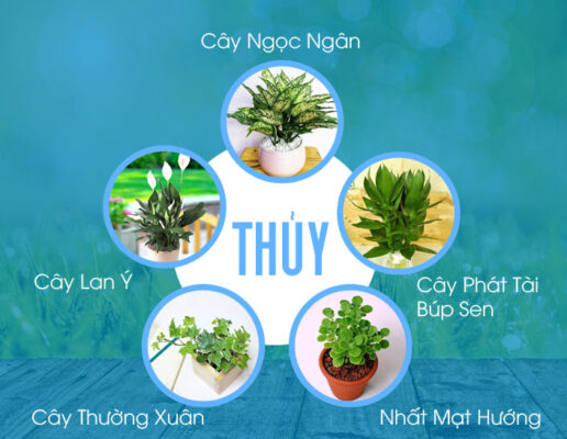 Mệnh thủy hợp cây gì