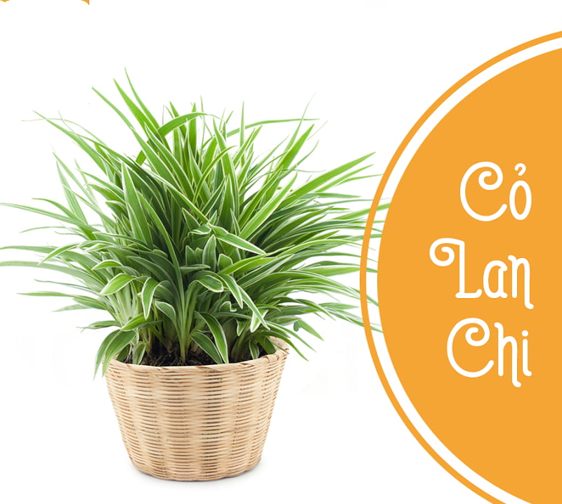 Cây lan chi đối với vận mệnh thủy