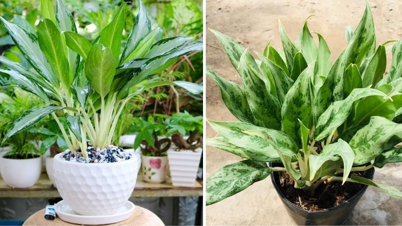 Cây giữ tiền trong phong thủy mệnh thủy