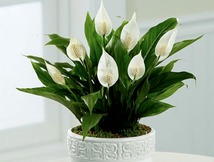 Cây lan ý với người mệnh thủy