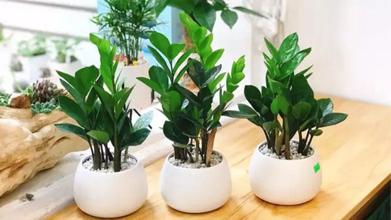 Cây kim tiền - Biểu tượng của tài lộc cho mệnh thủy