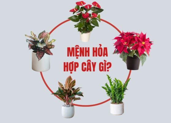 Mệnh hỏa hợp cây gì