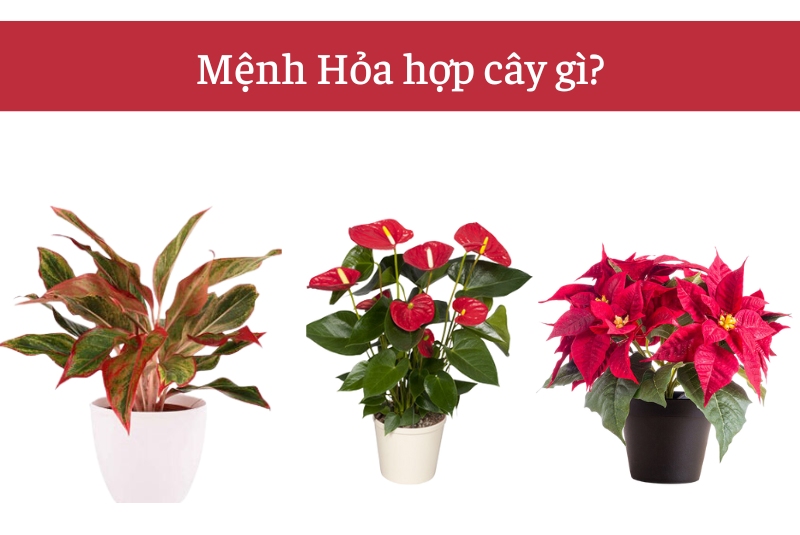 Mệnh hỏa hợp cây gì?