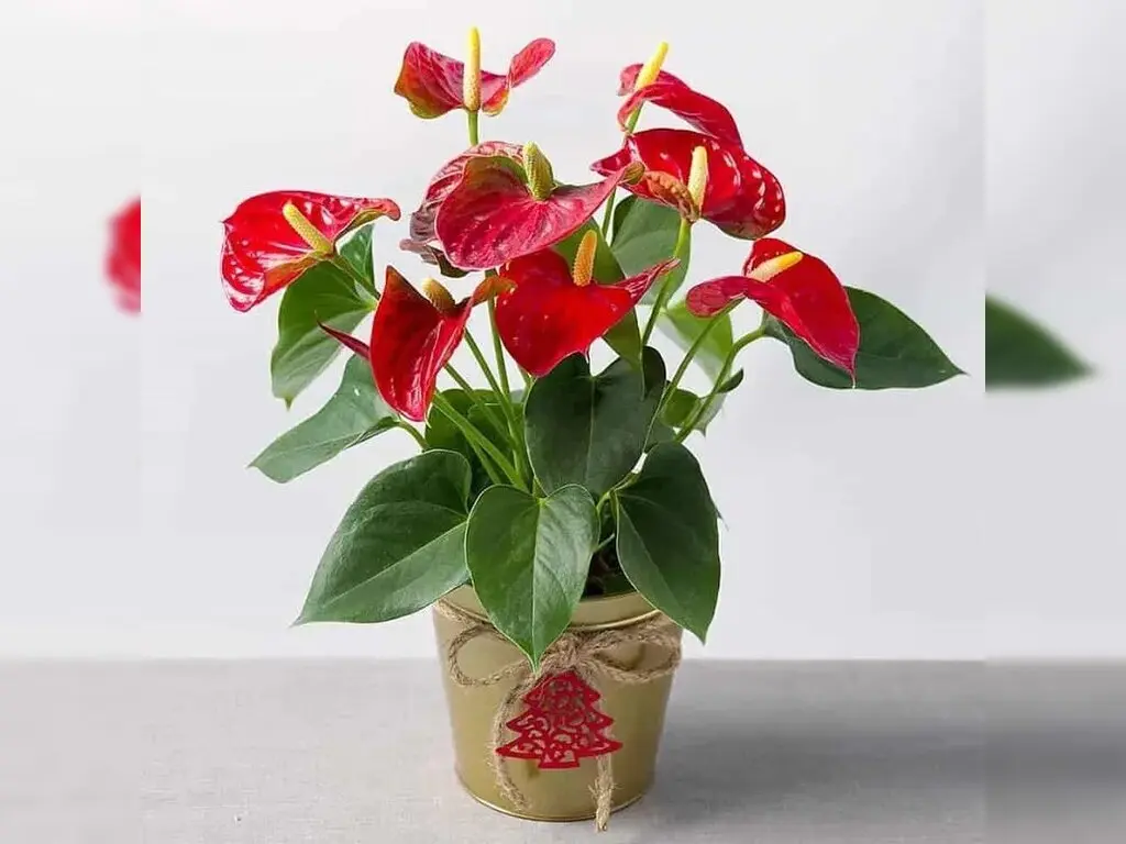 Mệnh hỏa hợp cây gì?