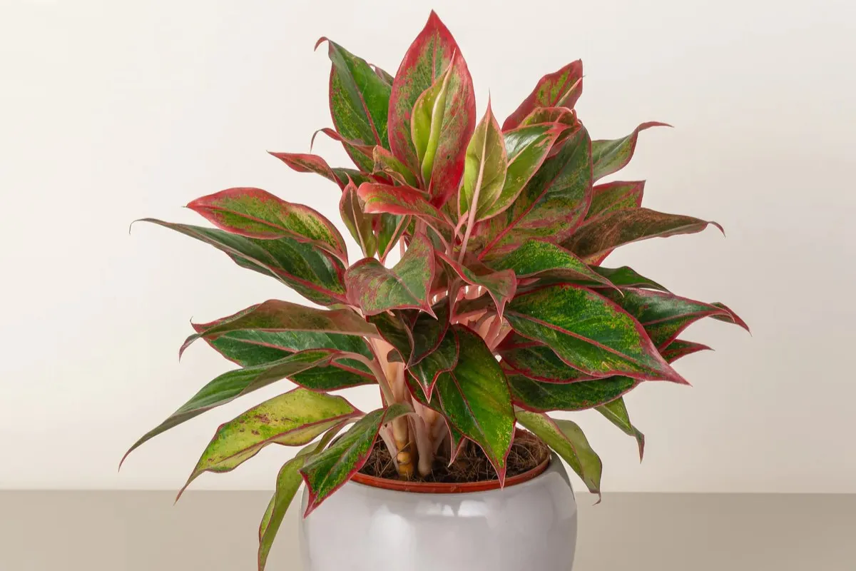 Mệnh hỏa hợp cây gì?