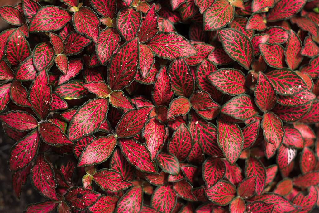 Mệnh hỏa hợp cây gì?