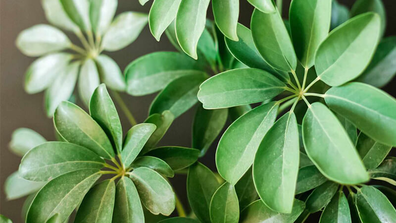 Mệnh hỏa hợp cây gì?