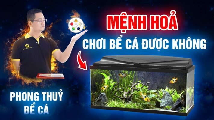 Mệnh Hỏa nuôi cá được không