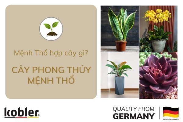 Mệnh Thổ hợp cây gì