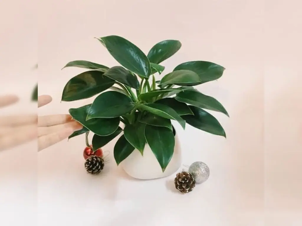 2. cây trầu bà và công dụng trong phong thủy mệnh thổ hợp gì