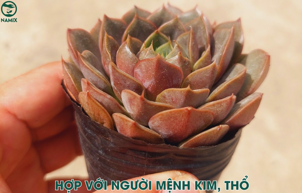 3. cây sen đá nâu - biểu tượng của sự bền vững mệnh thổ hợp gì