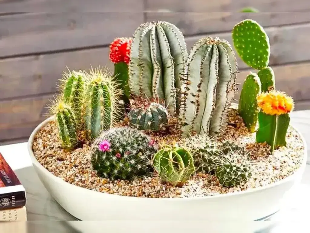 4. vai trò của cây xương rồng trong phong thủy mệnh thổ hợp gì