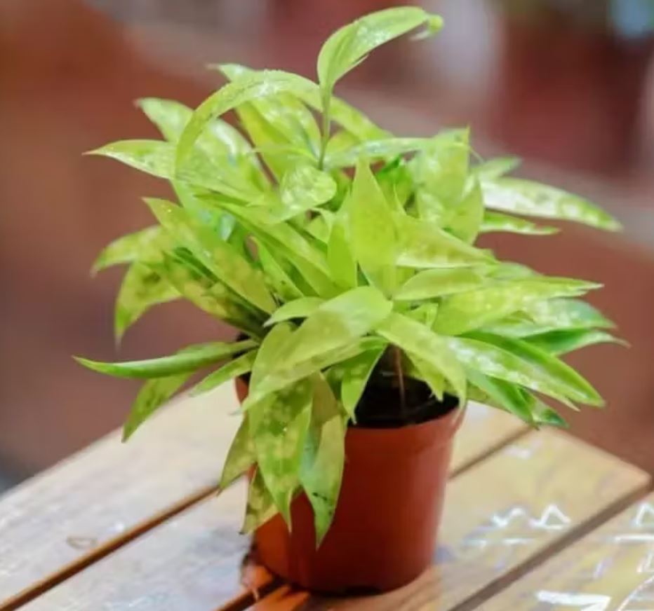 5. cây trúc nhật vàng và sự may mắn mệnh thổ hợp gì